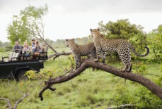 Is it safe to go on safari in Africa?