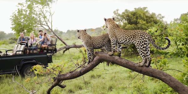 Is it safe to go on safari in Africa?